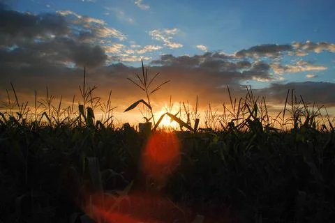 Sunset over a corn field Foto stock