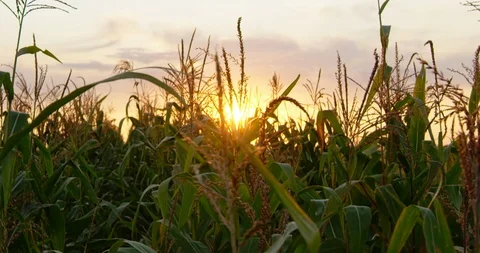 Sunset over the corn field. Shot on 6K RED camera. Stock Footage 115118728
