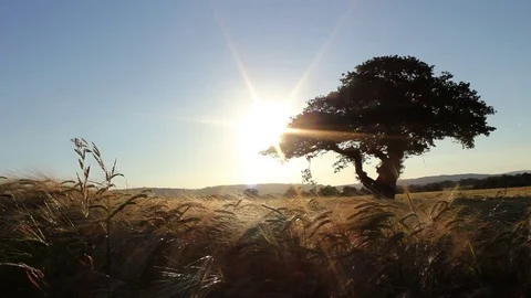 Sunset Over A Corn Field With Single Oak Tree Stock Footage 74579865