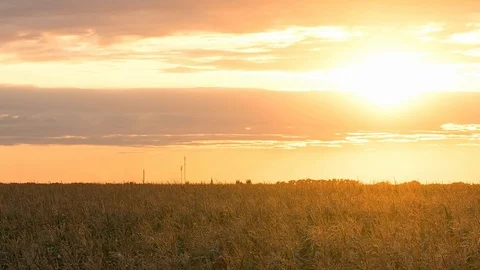 Sunset over corn field time lapse Stock Footage 120296020