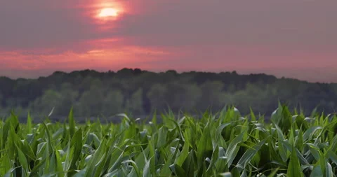 Sunset over cornfield clouds Stock Footage 310951930