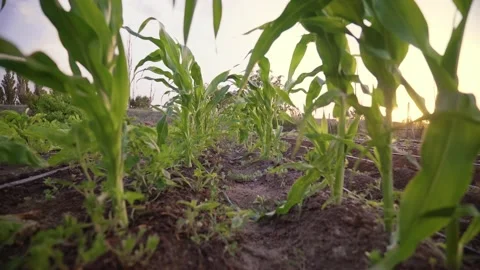 Sunset over the cornfield. evening Landscape. Shimmering sunbeams. Stock Footage 154094036