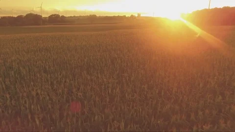 Sunset over a cornfield Stockbeeldmateriaal 72842780