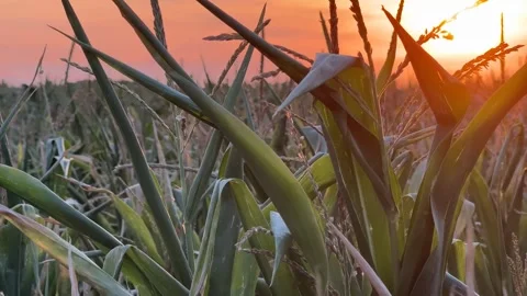 Sunset Over Cornfield Stock Footage 313656144