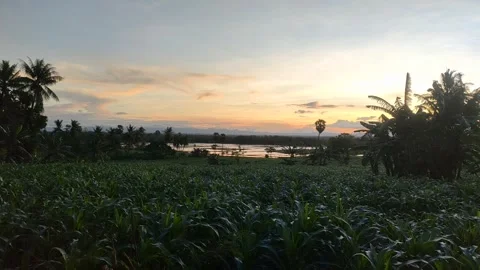 Sunset Over Cornfield Landscape Stock Footage 339516578