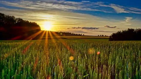 Sunset Over Cornfield Stock Photos