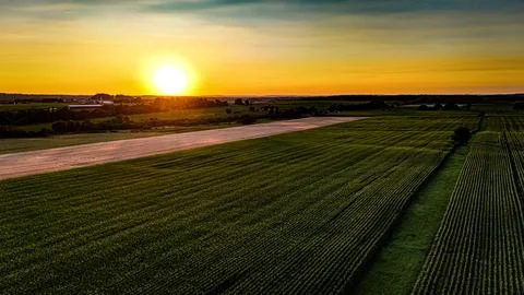 Sunset over the cornfield Stock-Fotos