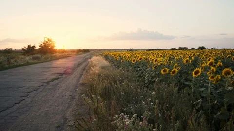 Sunset over country road. An empty road with poor asphalt surface. Video stock 125490855