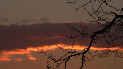 Sunset over countryside in England with tree in foreground UK 4K Stock Footage 147990621
