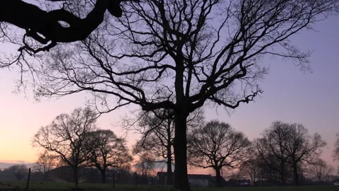 Sunset over countryside in England trees and pink sky UK 4K Video stock 147990855