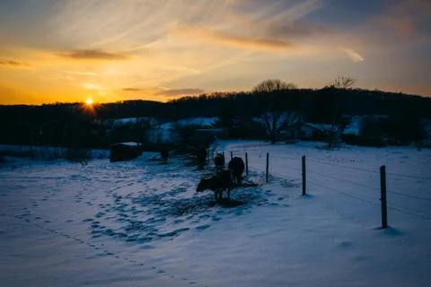 Sunset over cows in a  snow-covered farm field in Carroll County, Maryland. Stock-Fotos