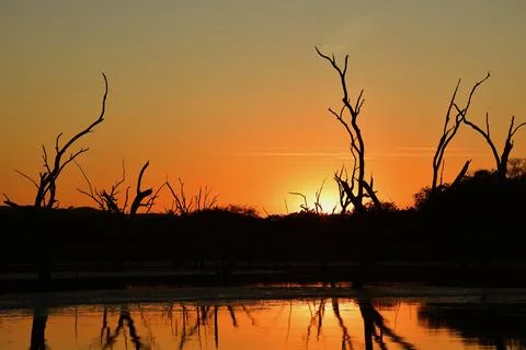 Sunset over dead trees in a lagoon. Stock Photos