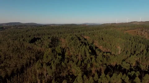Sunset Over Dense Thicket. Aerial Wide Shot Stock Footage 300097660