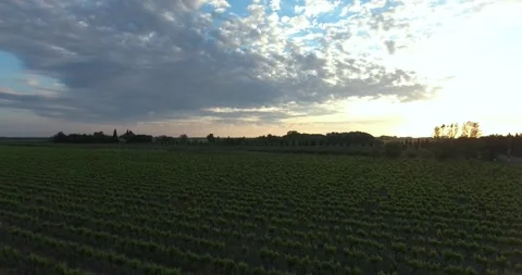 Sunset Over Endless Grape Fields at French Winery Aerial View Stock Footage 306150834