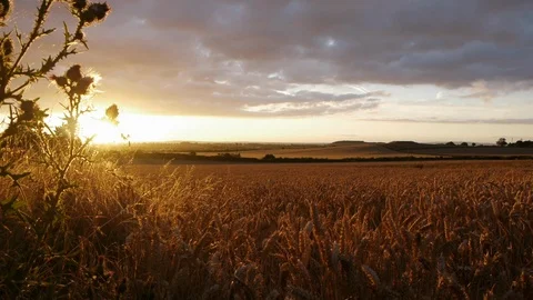 Sunset over farm wheat field Stock Footage 106392255