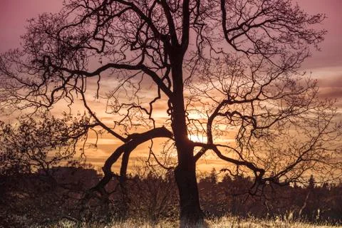 Sunset over the field in BC Foto stock