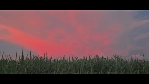 Sunset over the field with beautiful orange sky Stock Footage 291691951