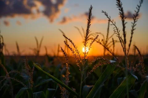 Sunset over a field of corn Stock Photos