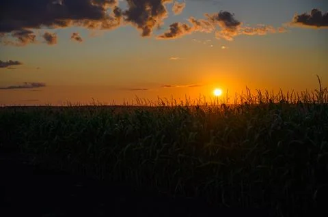 Sunset over a field of corn Stock Photos