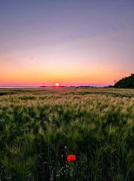 Sunset over a field with crops and a flower in the foreground near a coasta.. Stock Photos