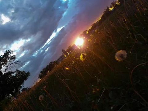 Sunset over a field of dandelions Stock Photos