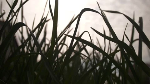 Sunset over the field, ears at sunset, Stock Footage 241066251