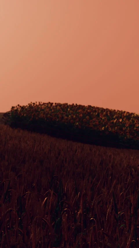 Sunset over a field with flowers and tall grass in the countryside Stock Footage 346753875