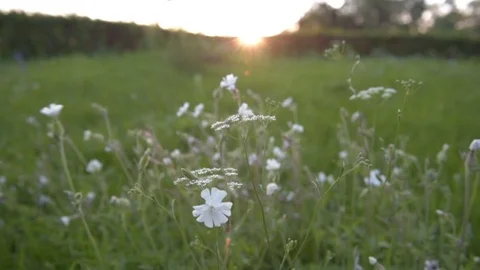 Sunset over the field with flowers Stock Footage 81880049