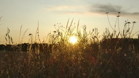 Sunset over a field Stock Footage 125073412
