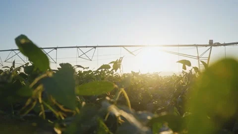 Sunset over a field of green plants. Soybeans are left in fields of agriculture Video stock 319323786