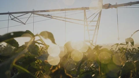 Sunset over a field of green plants. Soybeans are left in fields of agriculture Stock Footage 319323787