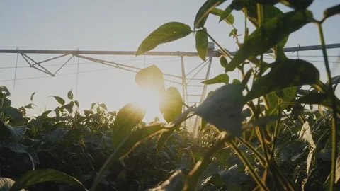 Sunset over a field of green plants. Soybeans are left in fields of agriculture Stock Footage 320061321