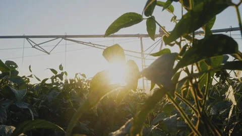 Sunset over a field of green plants. Soybeans are left in fields of agriculture Stock Footage 321190979