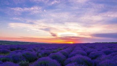 Sunset Over A Field Of Lavender Stock Footage 91735072