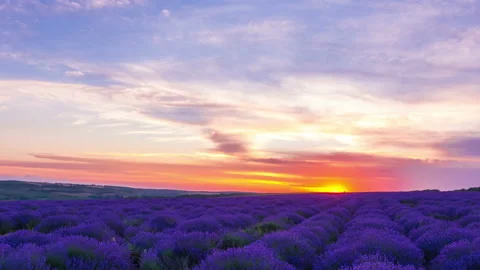 Sunset Over A Field Of Lavender Stock Footage 93561512