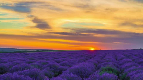 Sunset Over A Field Of Lavender Stock Footage 96183666
