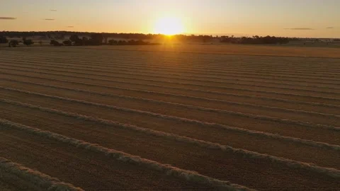 Sunset over a field with lines of raked hay. Stock Footage 325276618