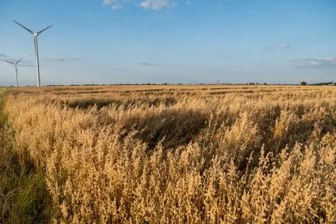 Sunset over field with oat and wind turbines Stock Photos