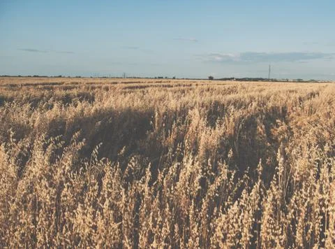 Sunset over field with oat and wind turbines Stock Photos