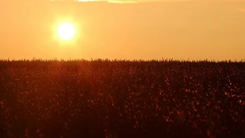 Sunset over the field of oats Stock Footage 119873660