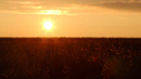 Sunset over the field of oats Stock Footage 119873670