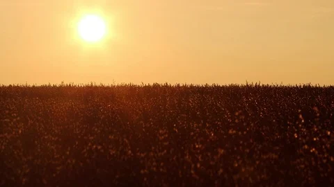 Sunset over the field of oats Video stock 119873687
