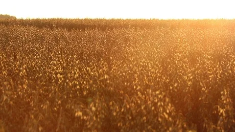 Sunset over the field of oats Stock Footage 119873709