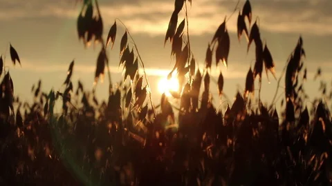 Sunset over the field of oats Stock Footage 119873727