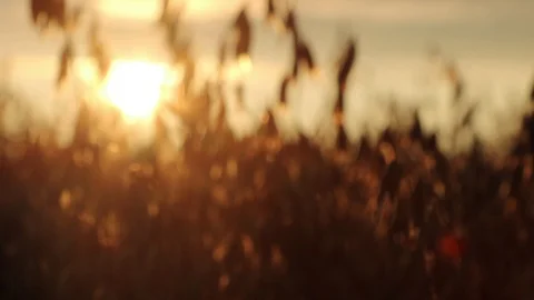 Sunset over the field of oats Stock Footage 119873743