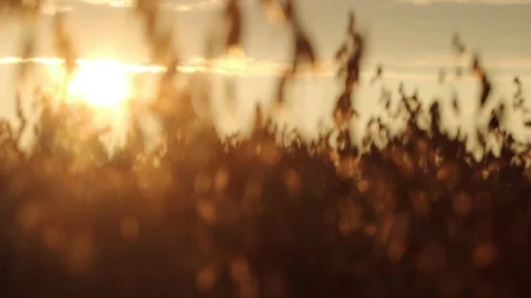 Sunset over the field of oats Stock Footage 119873758