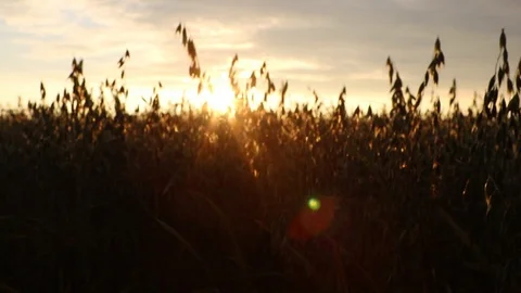 Sunset over the field of oats Stock Footage 119873778