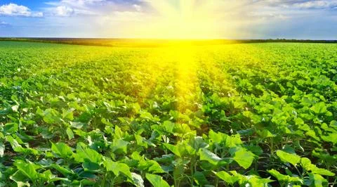 Sunset over the field Stock Photos