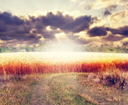 Sunset over a field Stock Photos