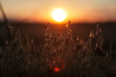 Sunset over the field Stock Photos